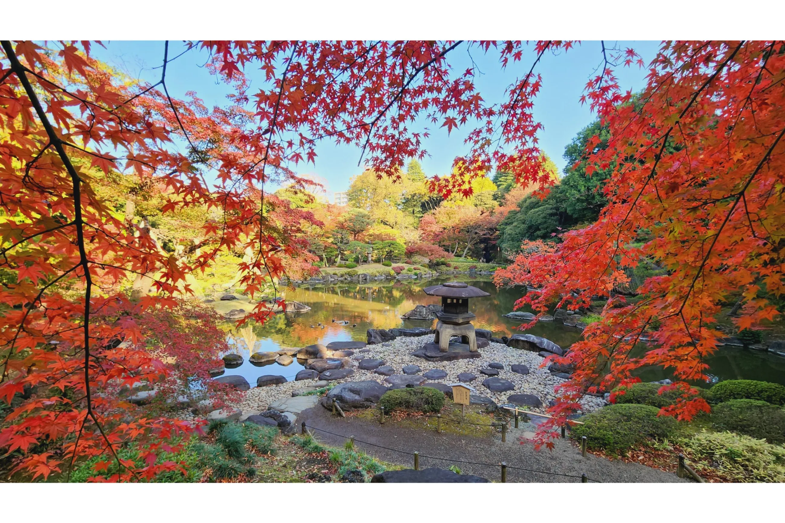 旧古河庭園の紅葉情報
