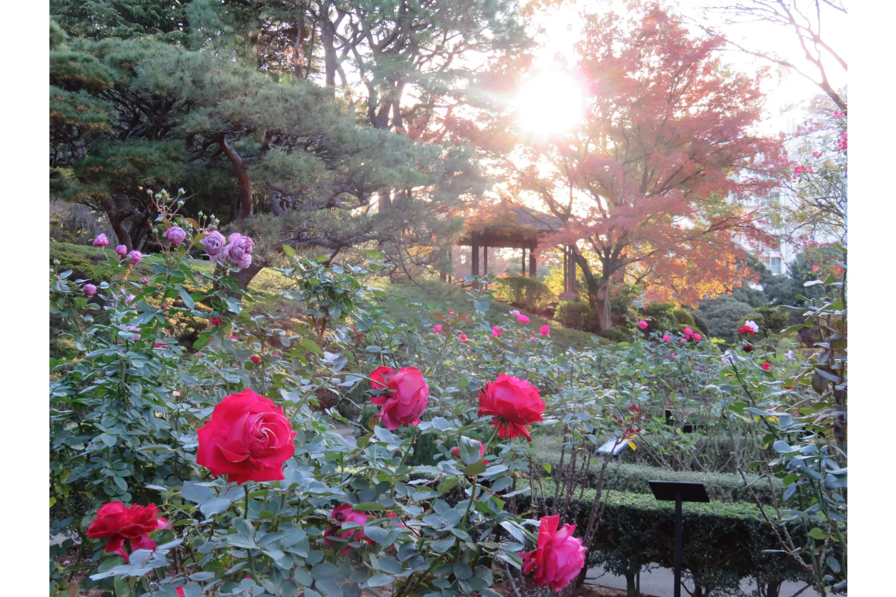 旧古河庭園の紅葉情報_2