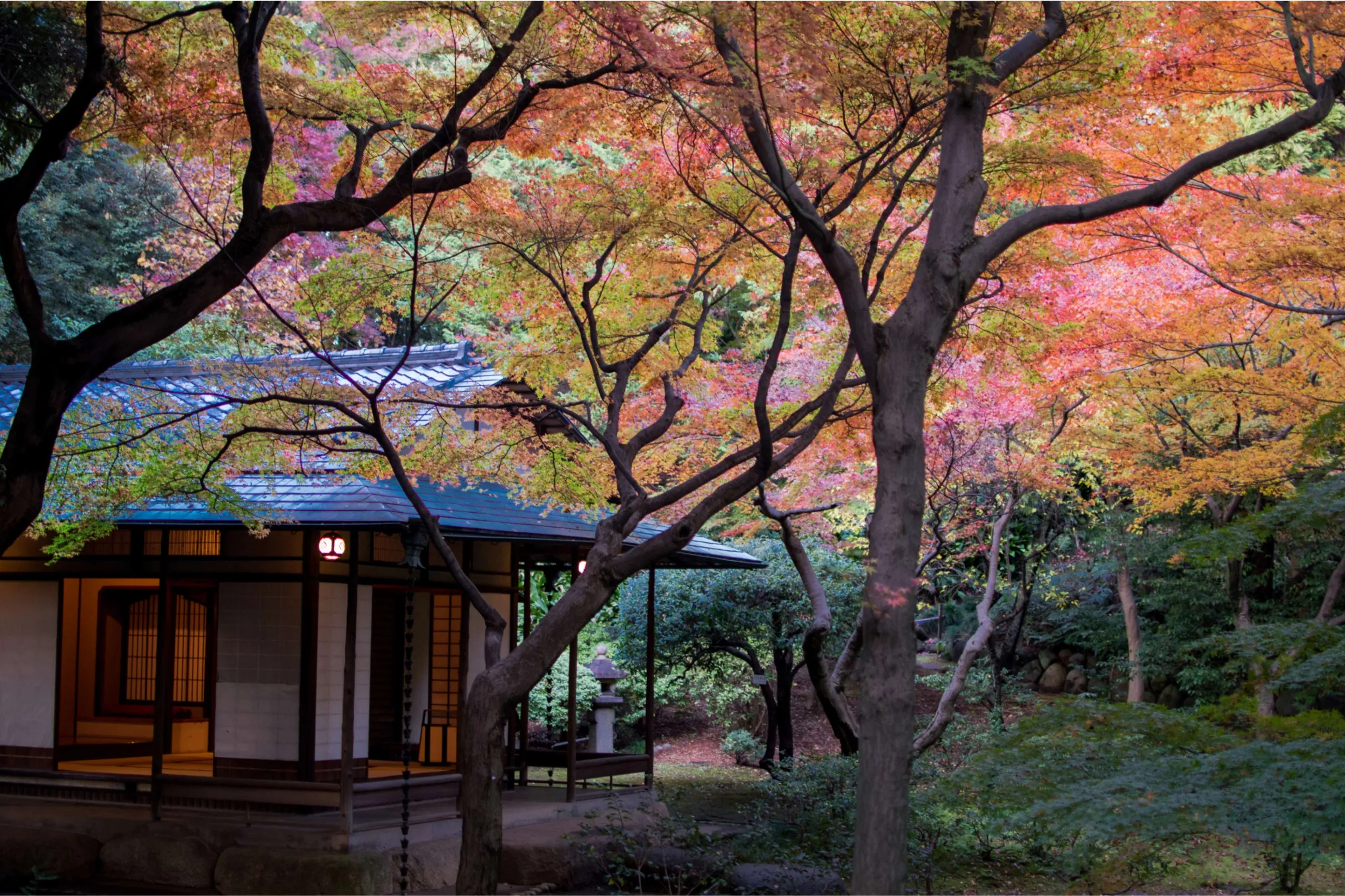 旧古河庭園の紅葉情報