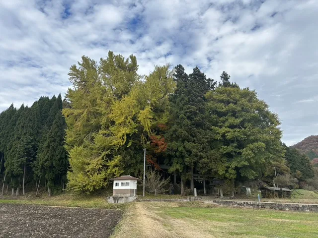 【紅葉・見ごろ】上高野山の乳下がり大イチョウ