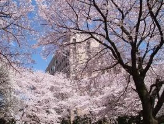 【桜・見ごろ】里見公園分園