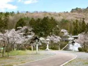 【桜・見ごろ】山梨縣護國神社