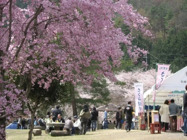 大野ダムさくら祭り