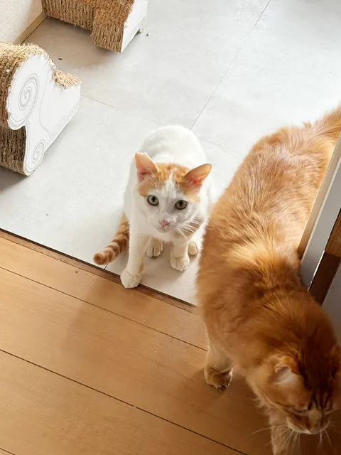 猫の譲渡会in花の文化園（7月）