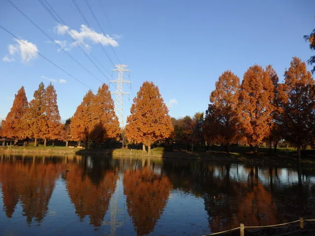 【紅葉・見ごろ】川越公園