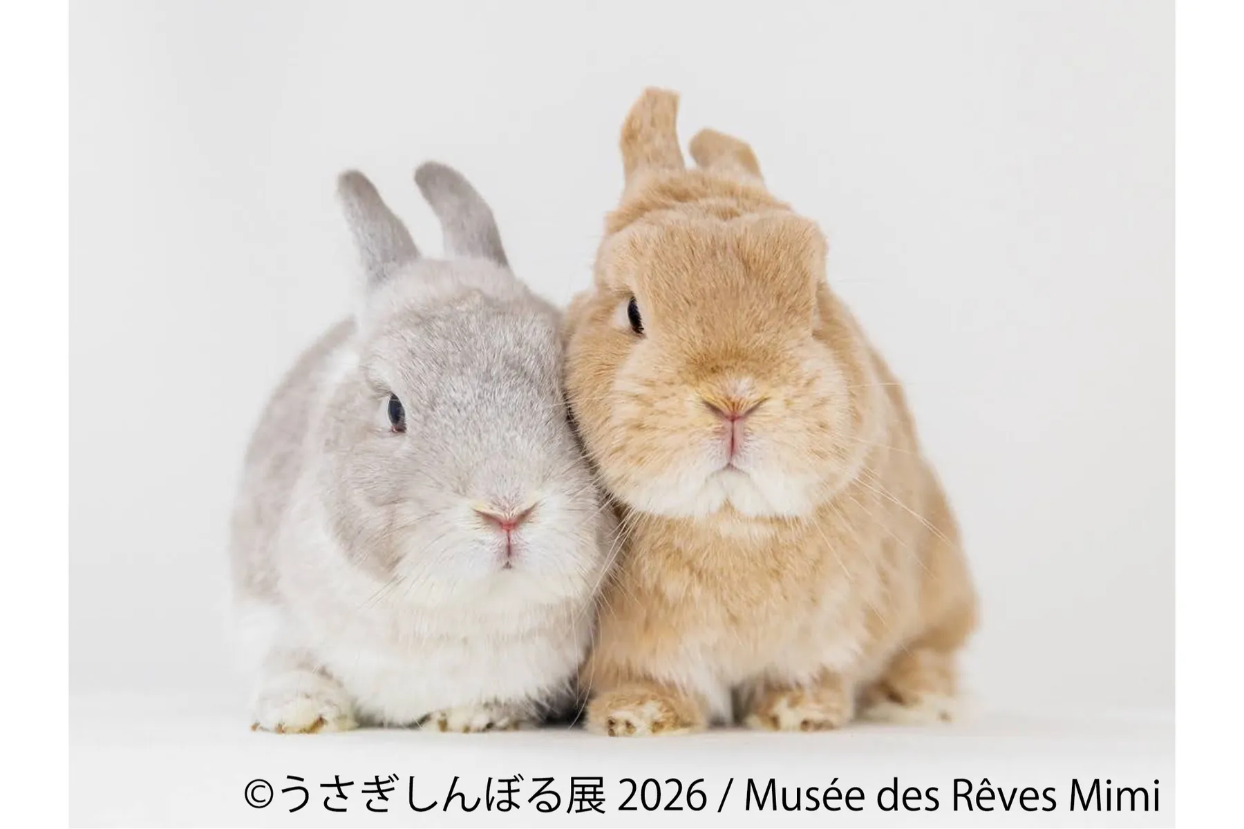 うさぎの合同写真展＆物販展「うさぎしんぼる展 2026」_1