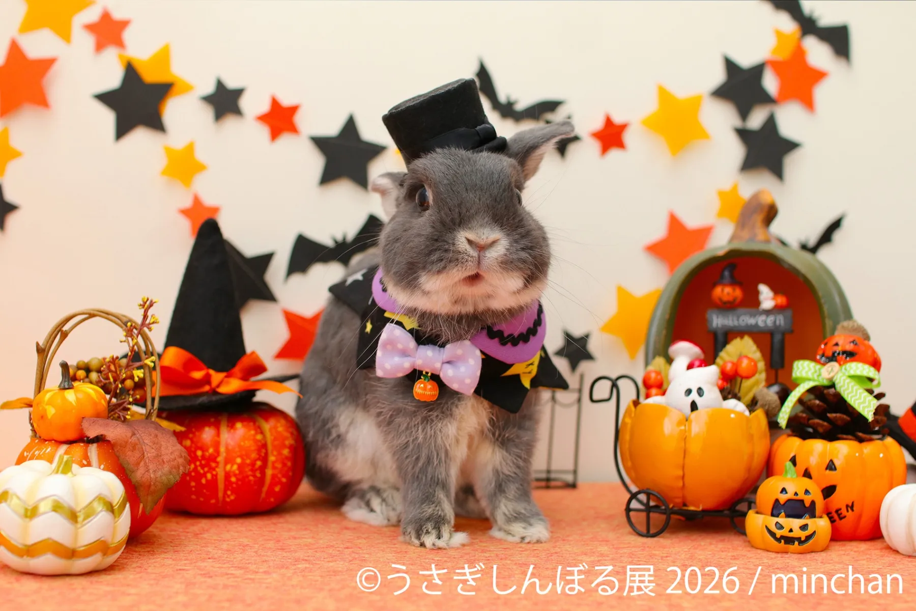 うさぎの合同写真展＆物販展「うさぎしんぼる展 2026」_2