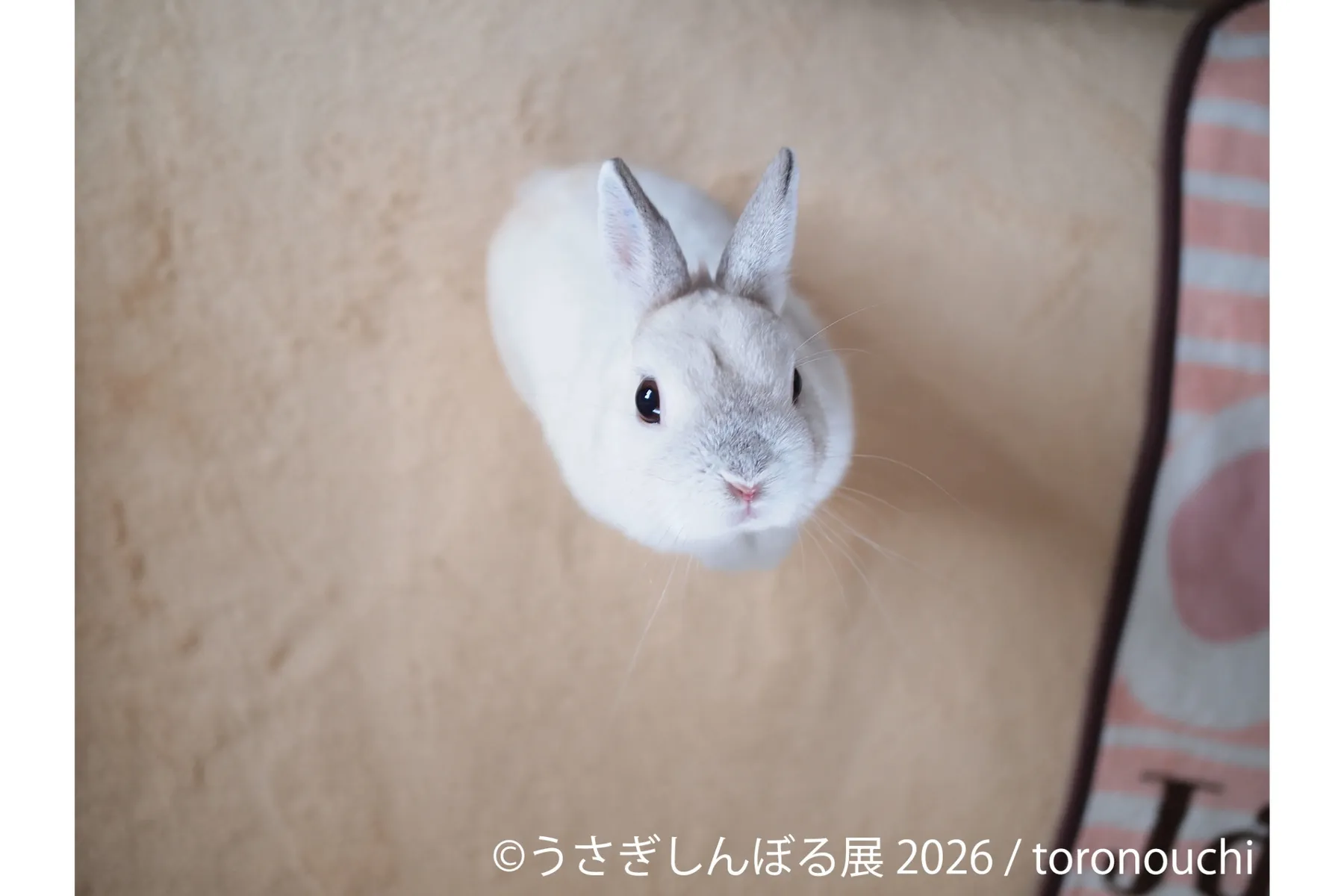 うさぎの合同写真展＆物販展「うさぎしんぼる展 2026」_3