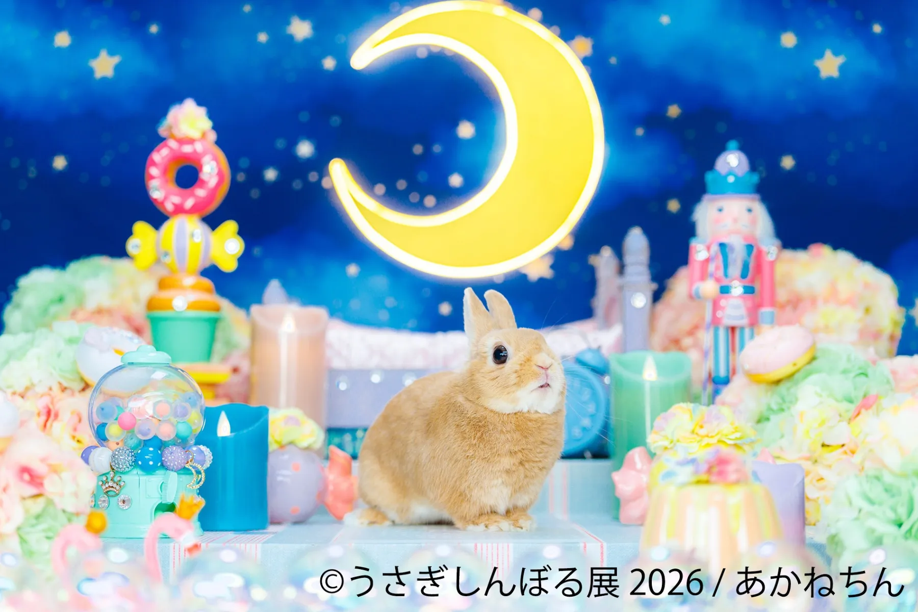うさぎの合同写真展＆物販展「うさぎしんぼる展 2026」_4