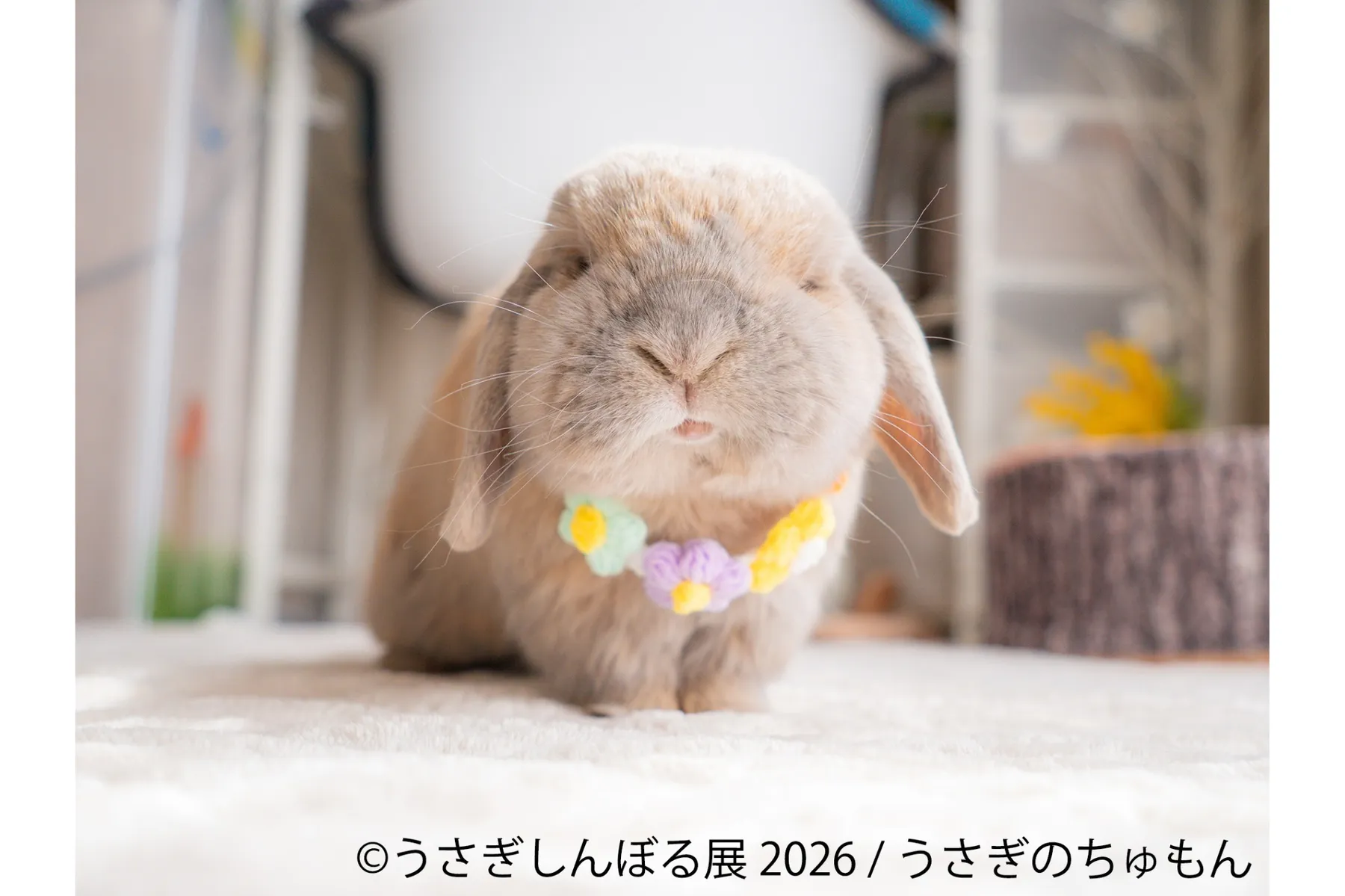 うさぎの合同写真展＆物販展「うさぎしんぼる展 2026」_5