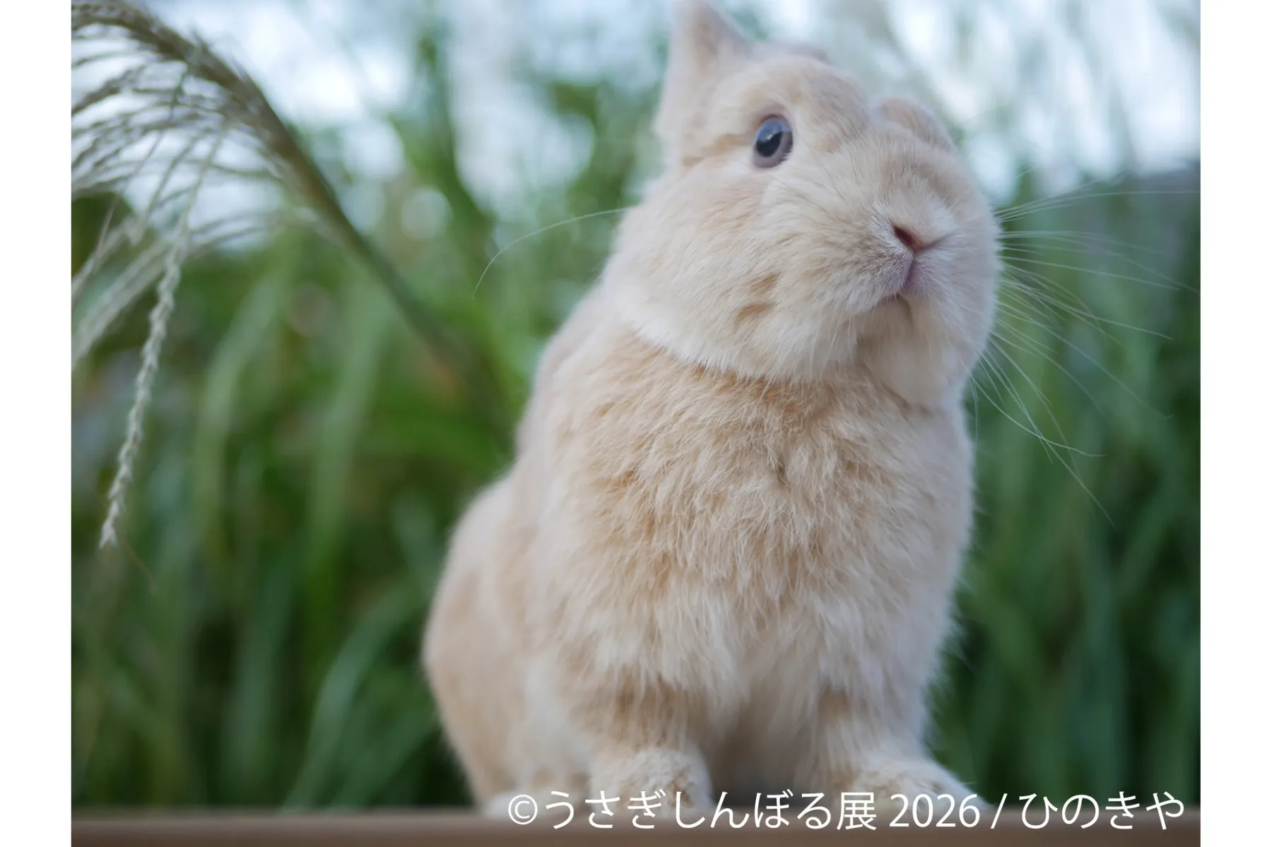うさぎの合同写真展＆物販展「うさぎしんぼる展 2026」_6