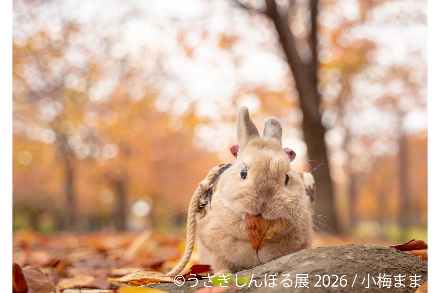 うさぎの合同写真展＆物販展「うさぎしんぼる展 2026」_7