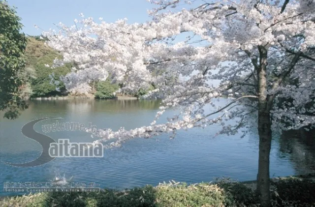 【桜・見ごろ】大宮公園_1