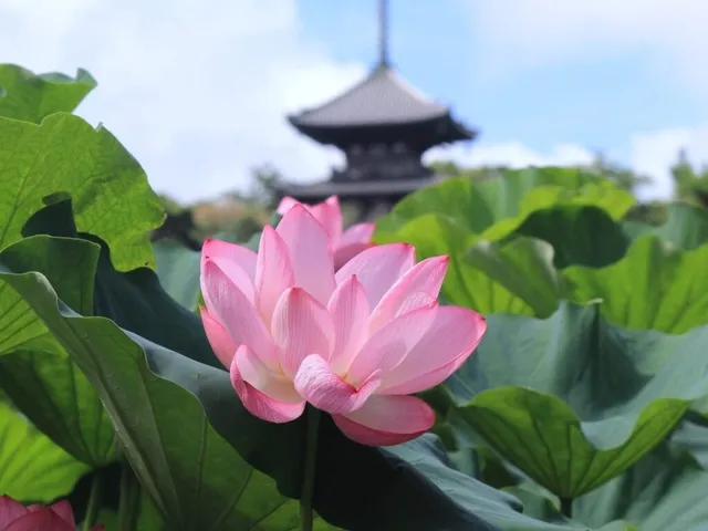 三溪園　早朝観蓮会