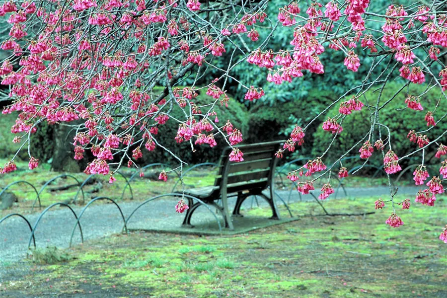春の特別開園_2