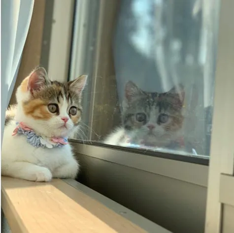 だいにゃる猫の写真展_1
