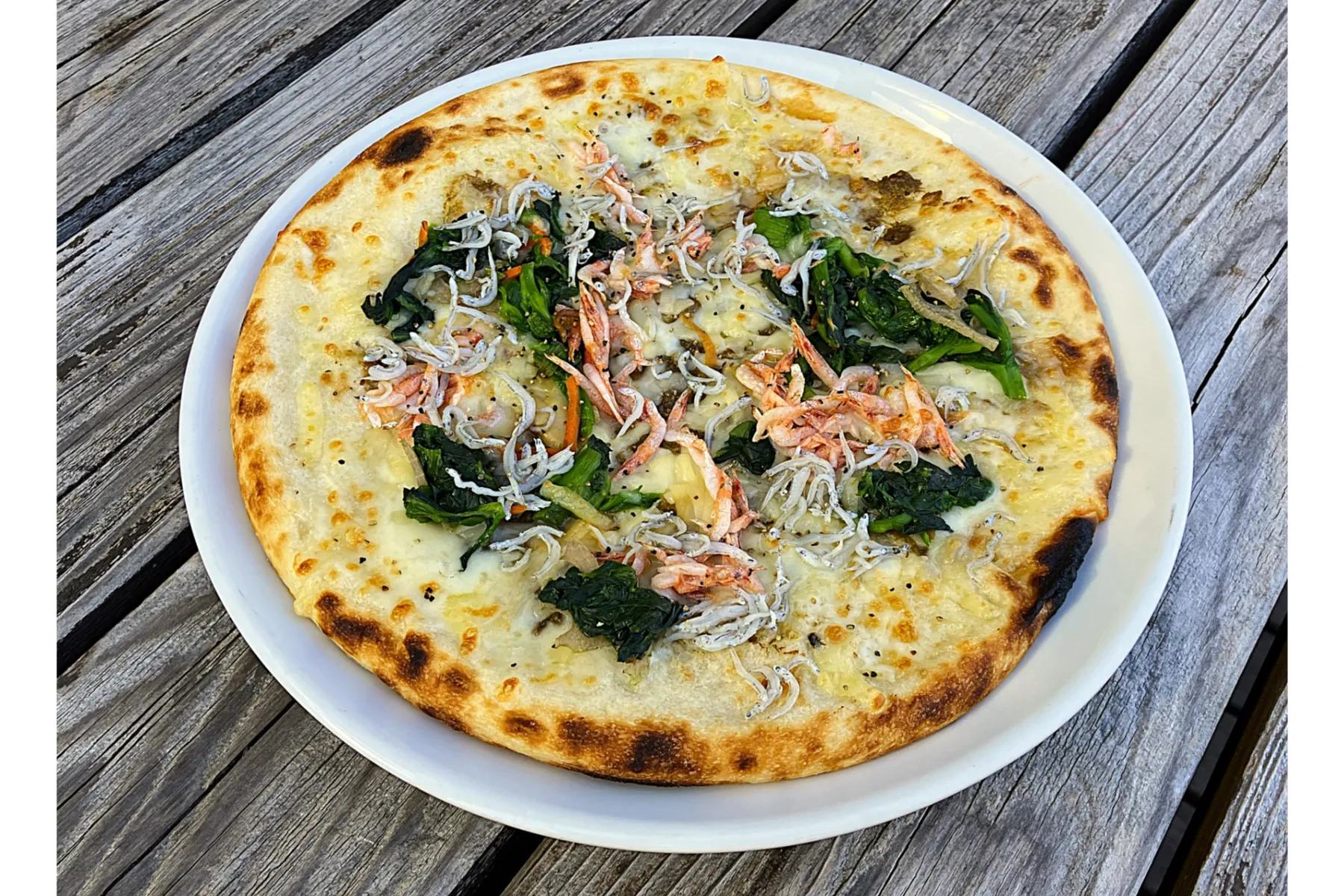 アイスランドポピーの見ごろ_8