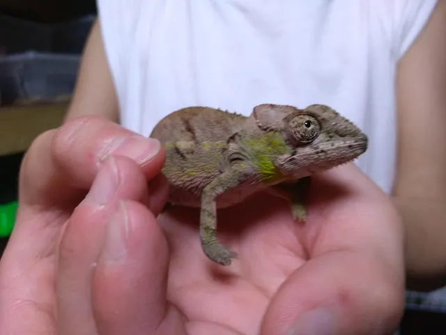 ジャングルハンターin兵庫