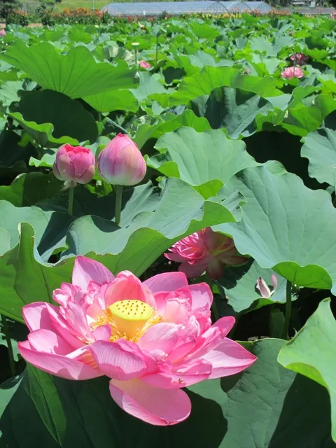 【花・見ごろ】唐比ハス園