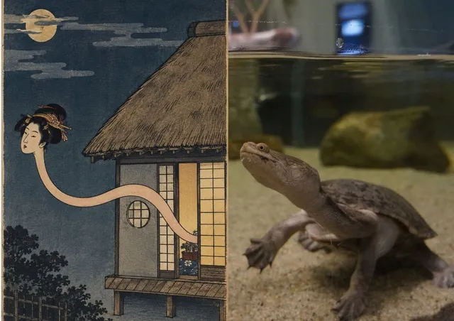 季節水槽「百魚夜行絵巻 畏怖～妖怪のような生き物たち～」