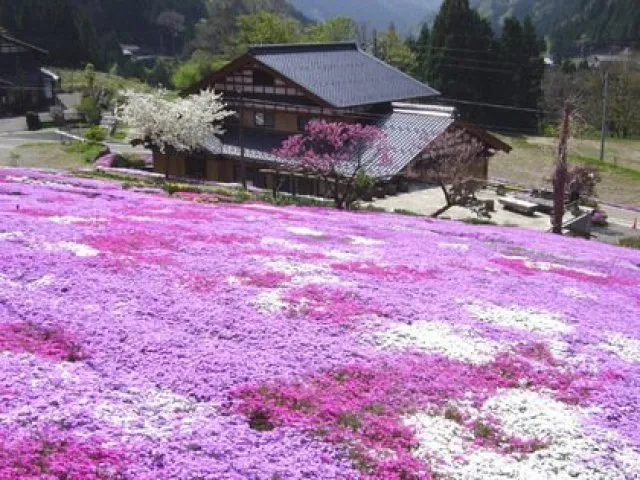 【花・見ごろ】國田家の芝桜