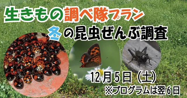 生きもの調べ隊プラン　～冬の昆虫ぜんぶ調査