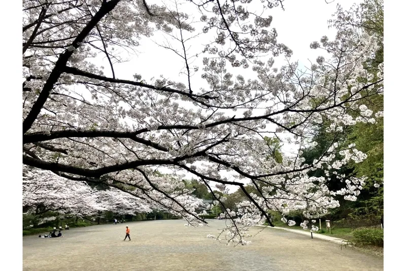 芹ヶ谷公園会場