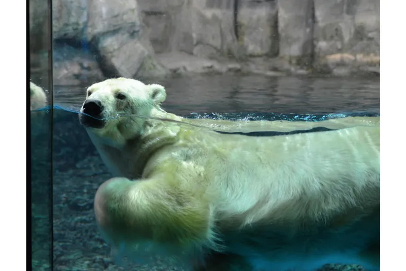 極地にくらす生きものの身体能力や体の特徴などを紹介！ 『極地動物のレクチャータイム』