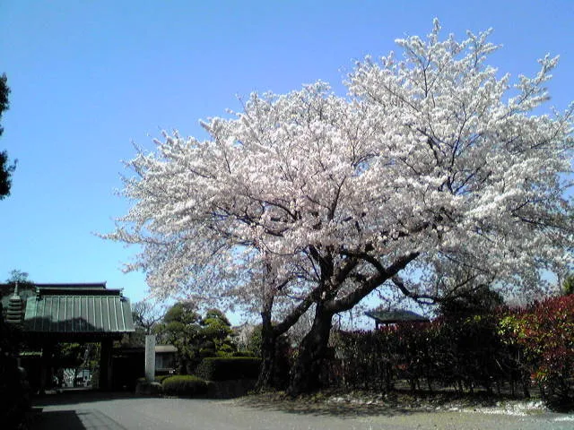 【桜・見ごろ】民俗資料館旧和田家周辺_1