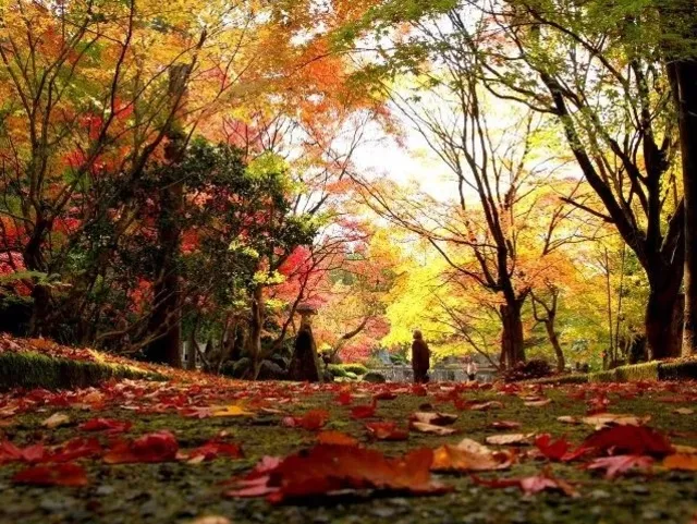 【紅葉・見ごろ】ほとけばら遊園