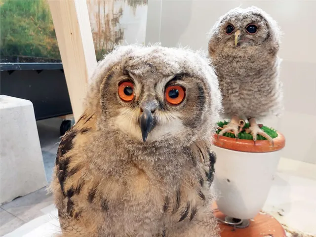 ふれあい動物園 in アイランドナガサキ