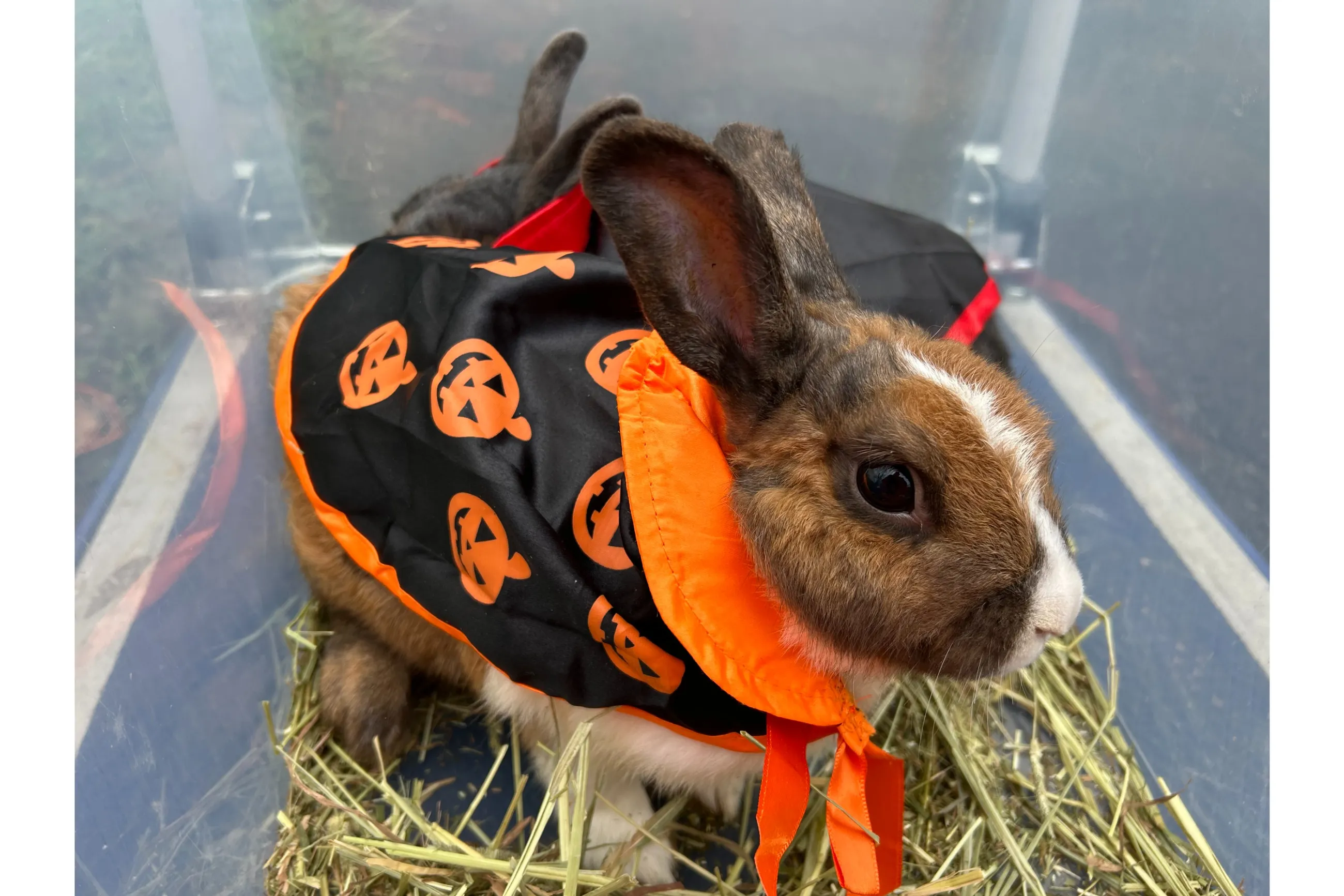 むさしの村deハロウィン