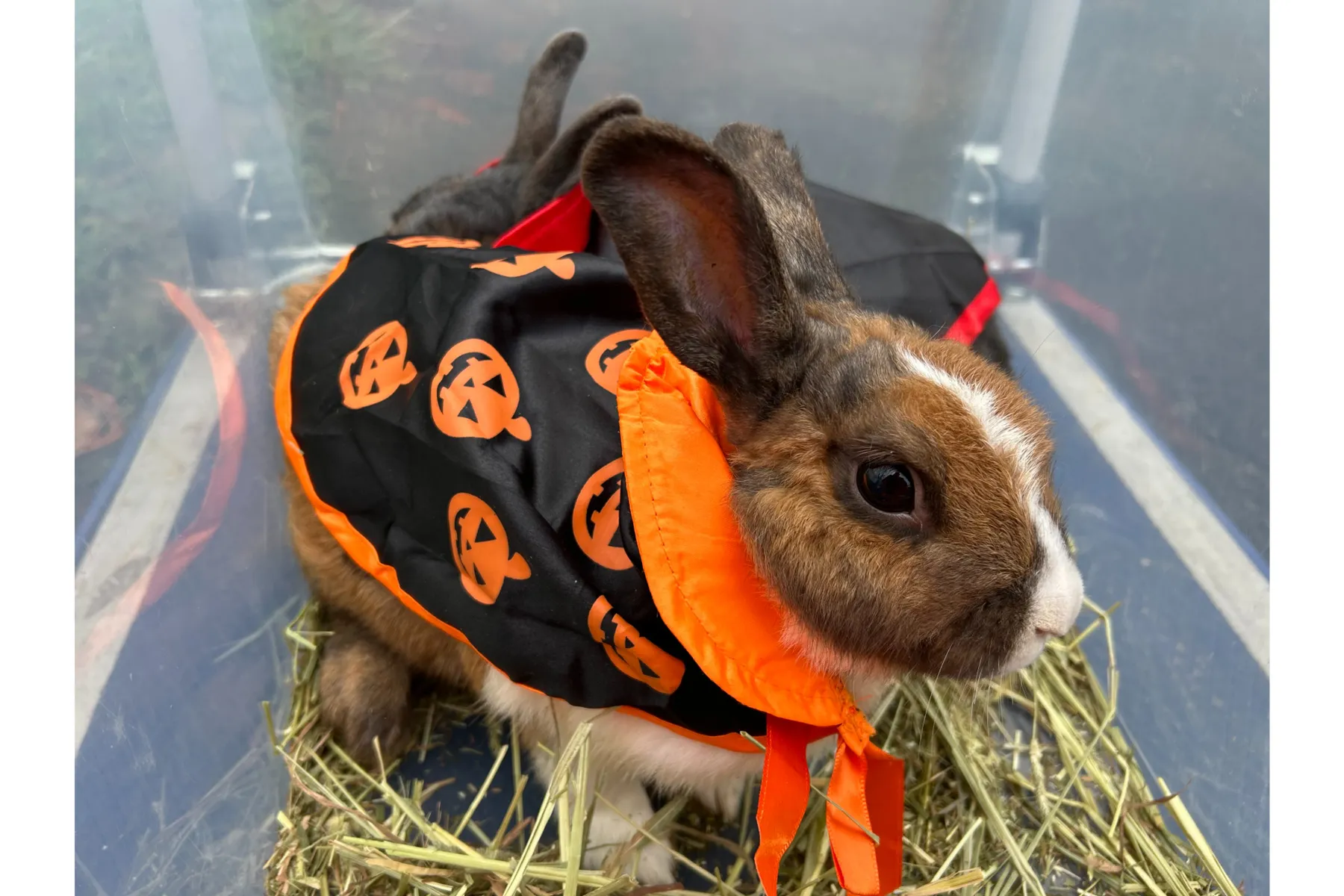 むさしの村deハロウィン_4