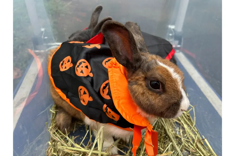 【ふれあい牧場】ハロウィンうさぎさん