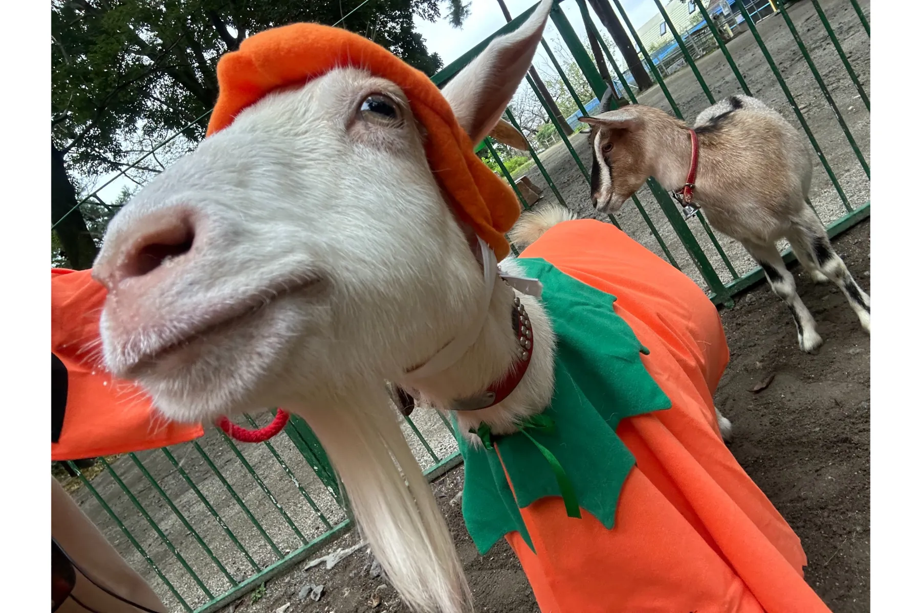 むさしの村deハロウィン_3