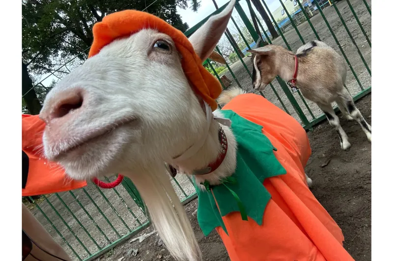 【ふれあい牧場】ハロウィンやぎさん②