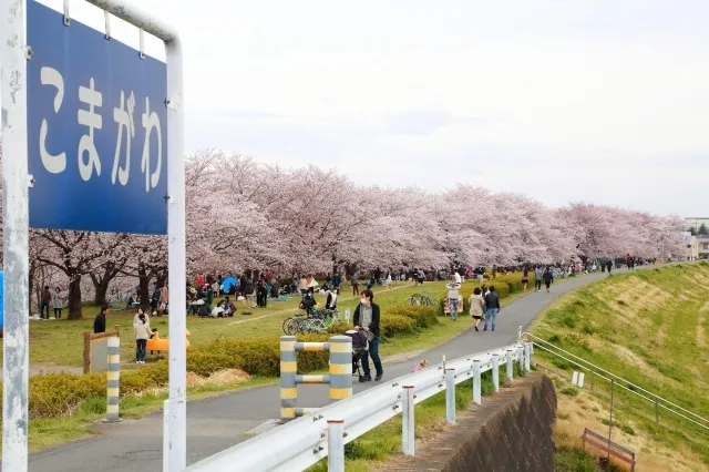 【桜・見ごろ】泉町桜堤公園の桜並木_1
