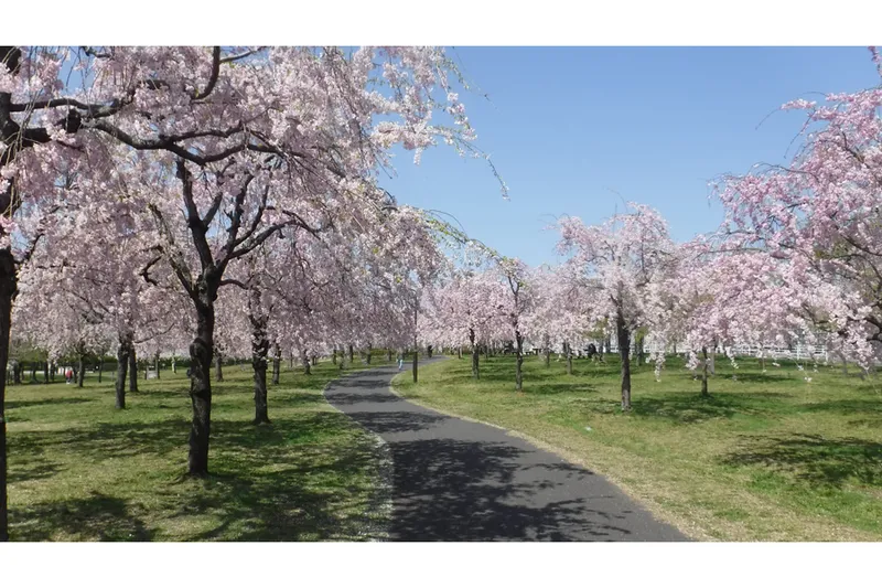 第19回尾久の原公園シダレザクラ祭り_2