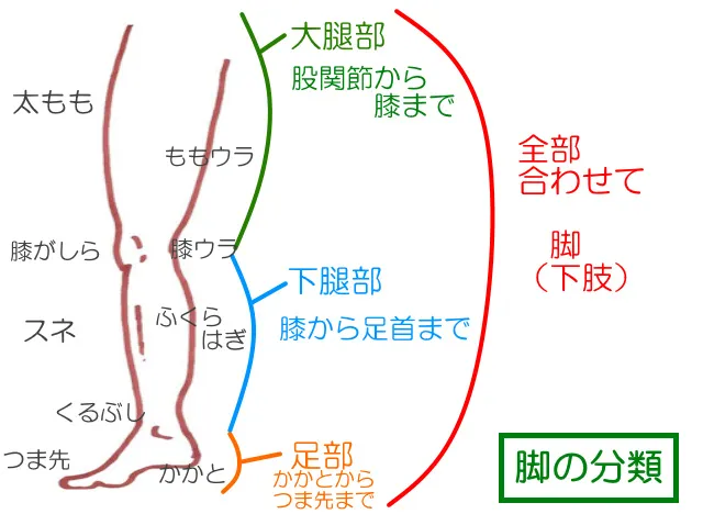 ゆずの樹ボディケア教室　～下肢（足部、下腿部、大腿部）～（6月）