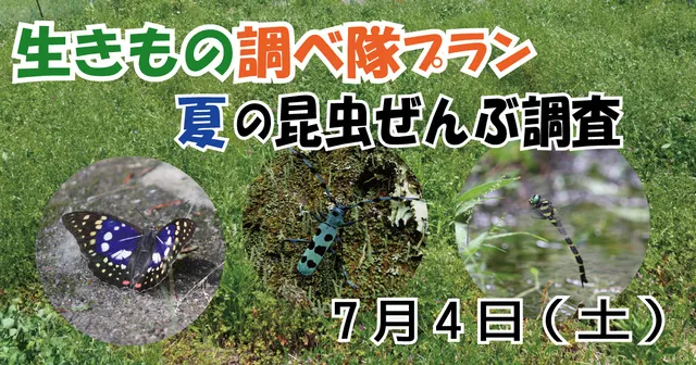 生きもの調べ隊プラン～夏の昆虫ぜんぶ調査～