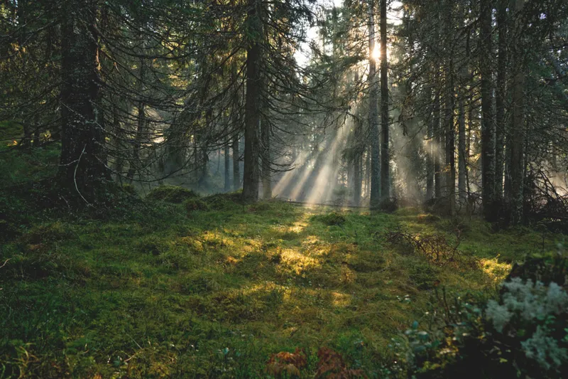 ©Gösta Reiland/imagebank.sweden.se