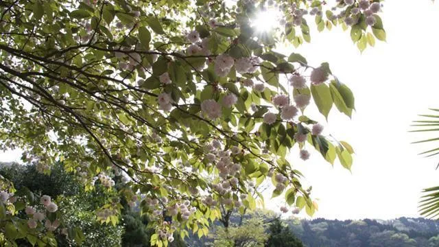 【桜・見ごろ】善正寺の菊桜