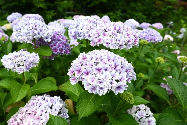万博記念公園 あじさい祭