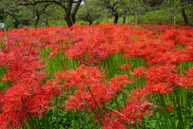【花・見ごろ】郷土の森 ヒガンバナ