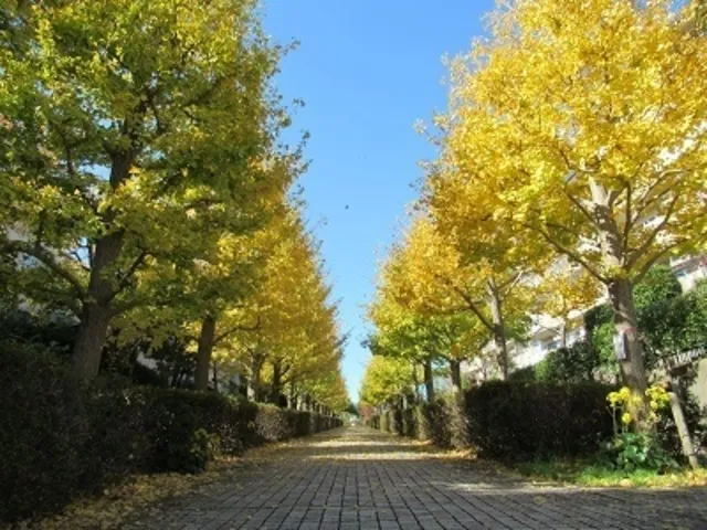 【紅葉・見ごろ】いちょう橋