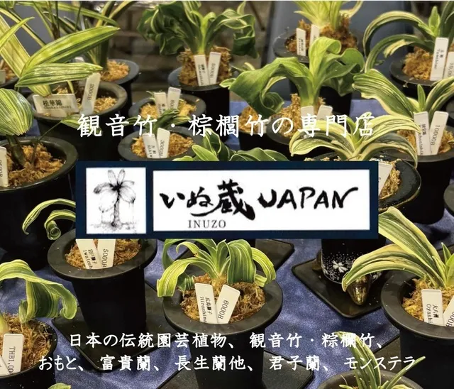 観音竹や棕櫚竹など いぬ蔵JAPANで見つけよう！