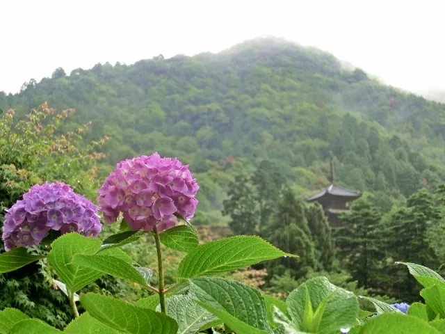 【あじさい・見ごろ】大滝山西法院（あじさい寺）