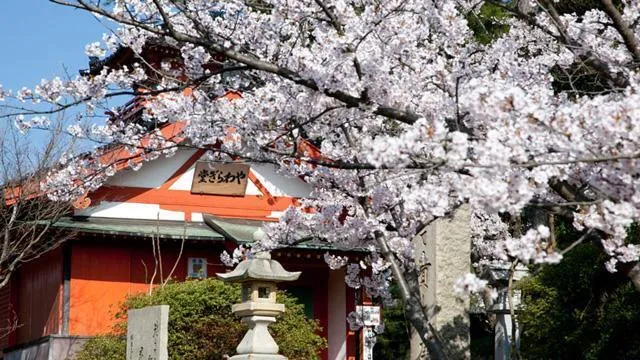 やわらぎの郷の桜