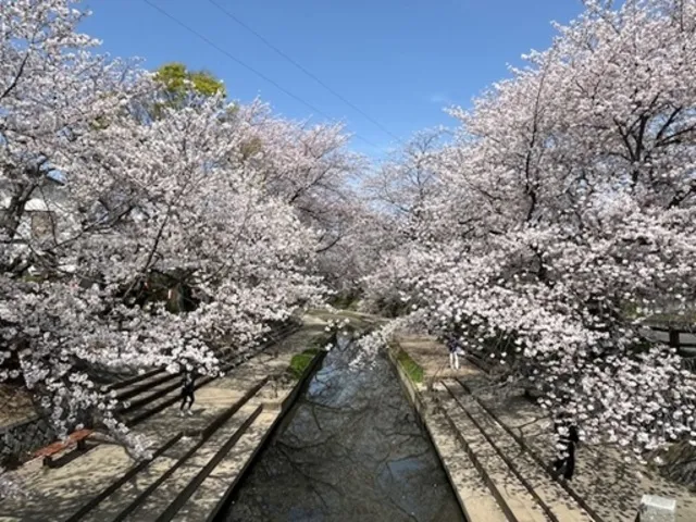 さくら祭り（吹上元荒川の桜）