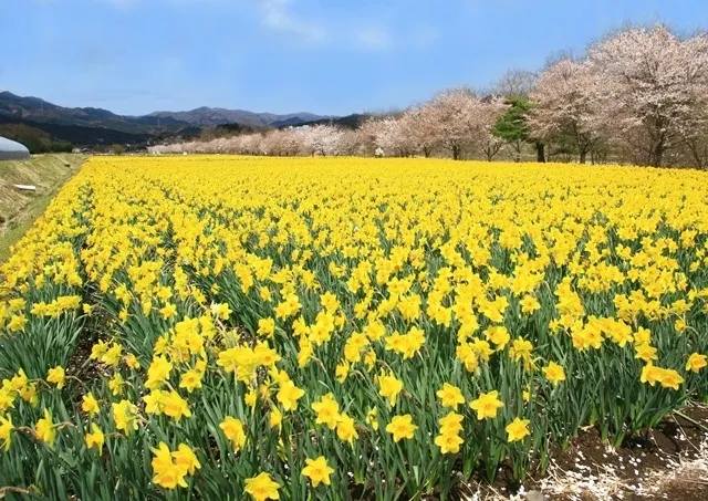 東吾妻町「すいせん祭り」
